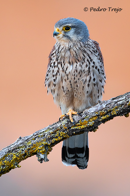 Cernicalo Vulgar (Falco tinnunculus)